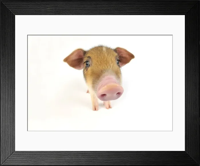 Framed Print : Pig. Wildboar piglet on white background Framed Print : Pig. Wildboar piglet on white background