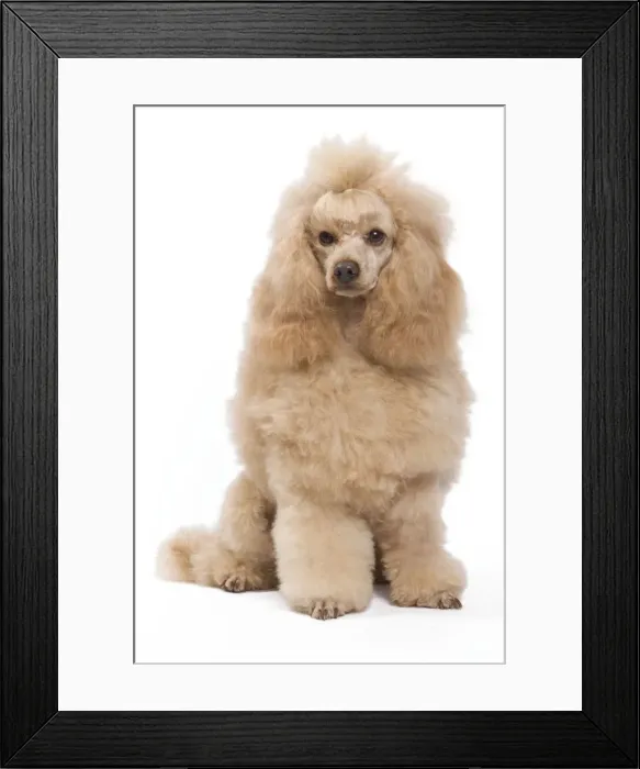 Framed Print : Dog - Miniature Apricot Poodle Framed Print : Dog - Miniature Apricot Poodle