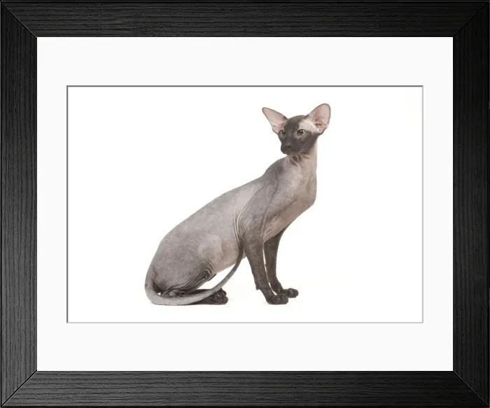 Framed Print : Cat- Peterbald - black flocked in studio