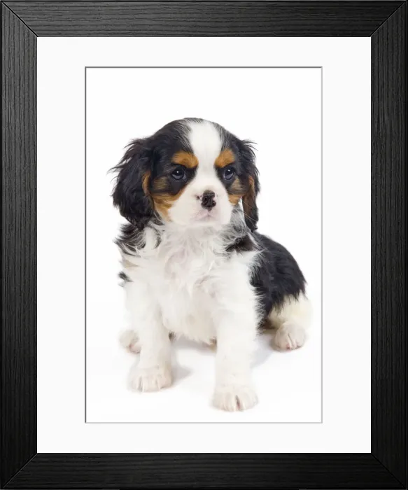 Framed Print : Dog - Cavalier King Charles Spaniel - in studio Framed Print : Dog - Cavalier King Charles Spaniel - in studio