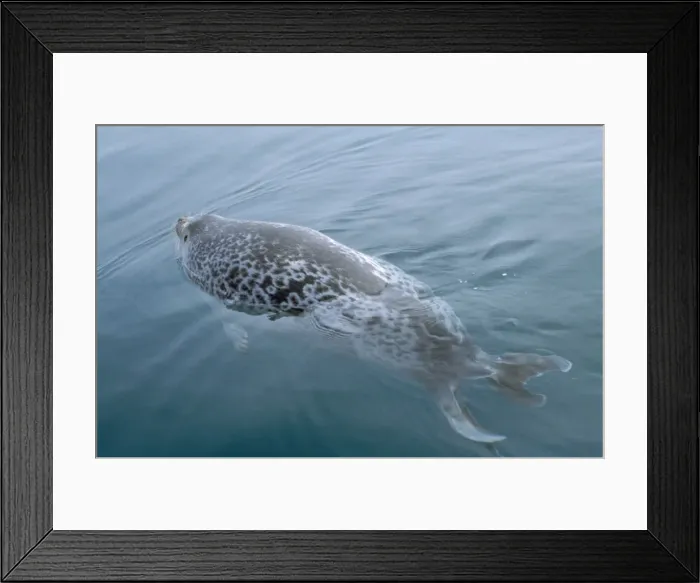 Framed Print : Ringed Seal - Canadian Arctic Framed Print : Ringed Seal - Canadian Arctic