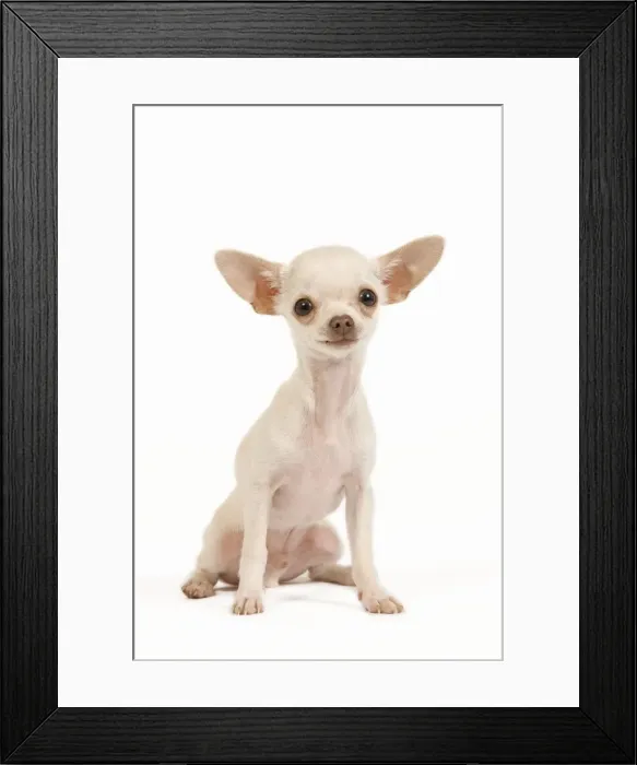 Framed Print : Dog - short-haired chihuahua in studio Framed Print : Dog - short-haired chihuahua in studio