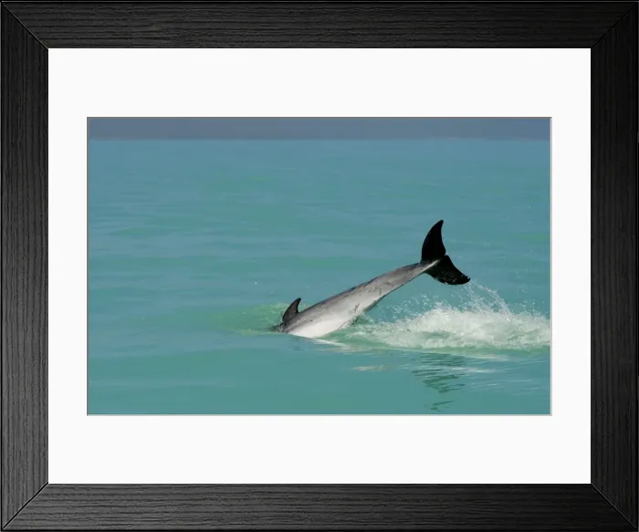 Framed Print : Bottlenose Dolphin - diving back into the warer after a jump - Atlantic Ocean - Namibia - Africa Framed Print : Bottlenose Dolphin - diving back into the warer after a jump - Atlantic Ocean - Namibia - Africa