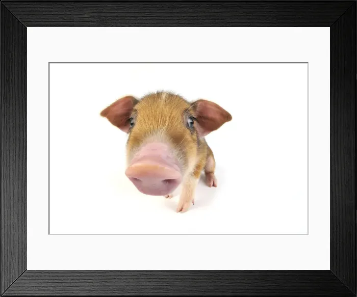 Framed Print : Pig. Wildboar piglet on white background Framed Print : Pig. Wildboar piglet on white background