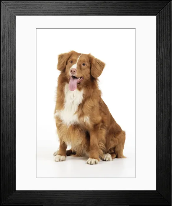 Framed Print : Dog. Nova Scotia Duck Tolling Retriever Framed Print : Dog. Nova Scotia Duck Tolling Retriever