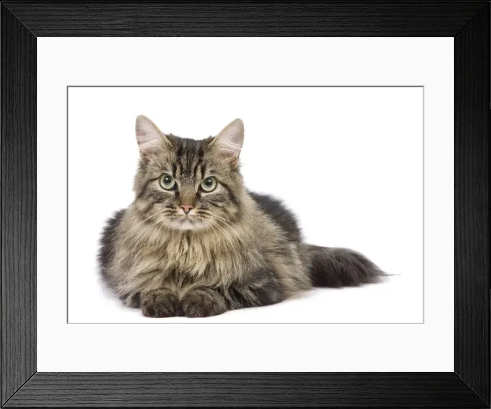Framed Print : Cat - long-haired tabby in studio
