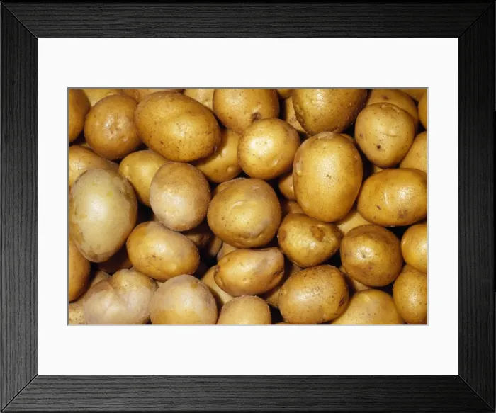 Framed Print : Potato - German Butterball variety Fam: Solanaceae Native to Western South America Framed Print : Potato - German Butterball variety Fam: Solanaceae Native to Western South America
