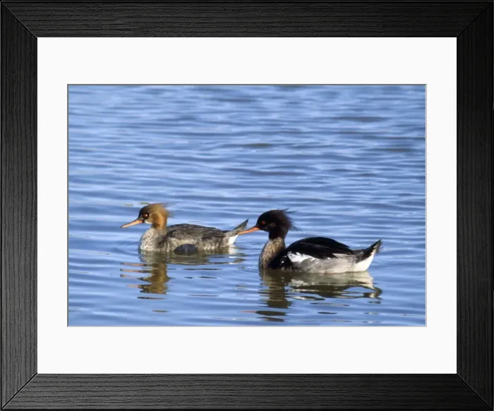 Framed Print : red-breasted Merganser Duck Framed Print : red-breasted Merganser Duck