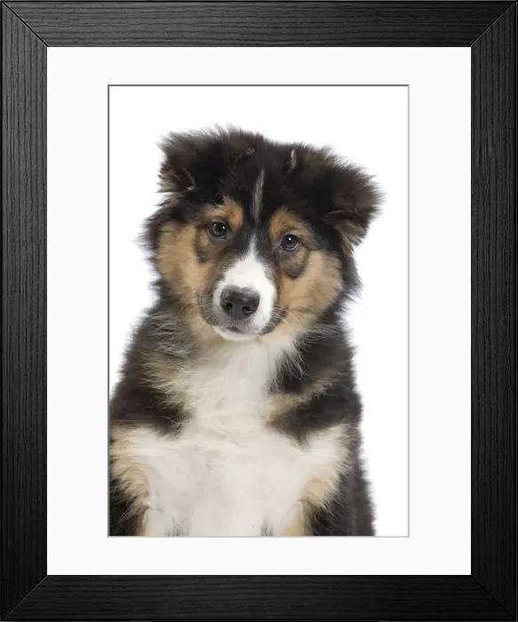 Framed Print : Dog - Australian Shepherd Framed Print : Dog - Australian Shepherd