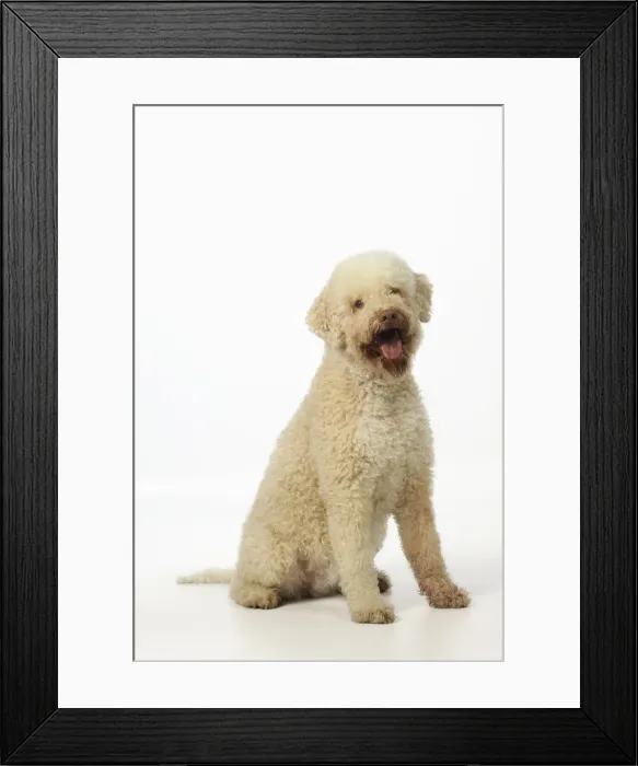 Framed Print : DOG. Lagotto romagnolo Framed Print : DOG. Lagotto romagnolo