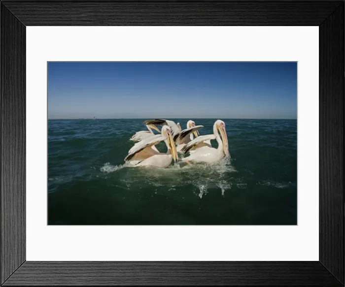 Framed Print : Great White Pelicans - on the water - Atlantic Ocean - Namibia - Africa Framed Print : Great White Pelicans - on the water - Atlantic Ocean - Namibia - Africa
