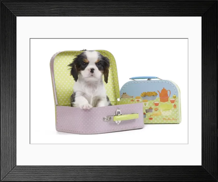Framed Print : Dog - Cavalier King Charles Spaniel - in pink suitcase Framed Print : Dog - Cavalier King Charles Spaniel - in pink suitcase
