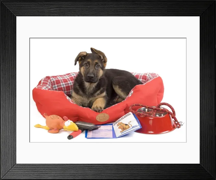 Framed Print : Dog - German Shepherd - puppy in dog bed Framed Print : Dog - German Shepherd - puppy in dog bed