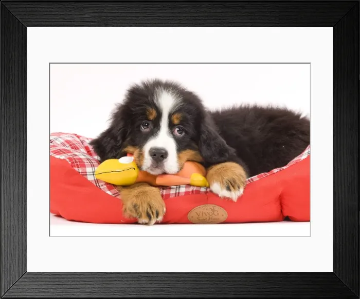 Framed Print : Dog - Bernese Mountain Dog puppy with dog toy on bed in studio Framed Print : Dog - Bernese Mountain Dog puppy with dog toy on bed in studio