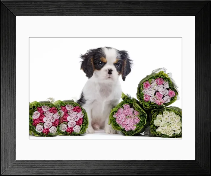 Framed Print : Dog - Cavalier King Charles Spaniel - in studio with bunches of flowers Framed Print : Dog - Cavalier King Charles Spaniel - in studio with bunches of flowers