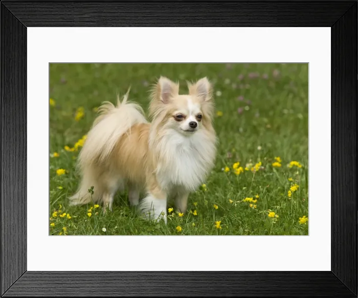 Framed Print : Dog - long-haired chihuahua outside Framed Print : Dog - long-haired chihuahua outside