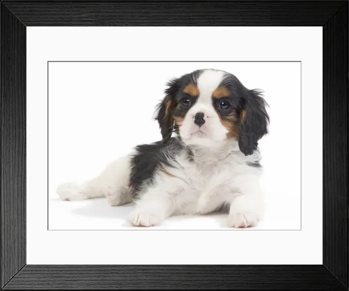 Framed Print : Dog - Cavalier King Charles Spaniel - puppy in studio Framed Print : Dog - Cavalier King Charles Spaniel - puppy in studio