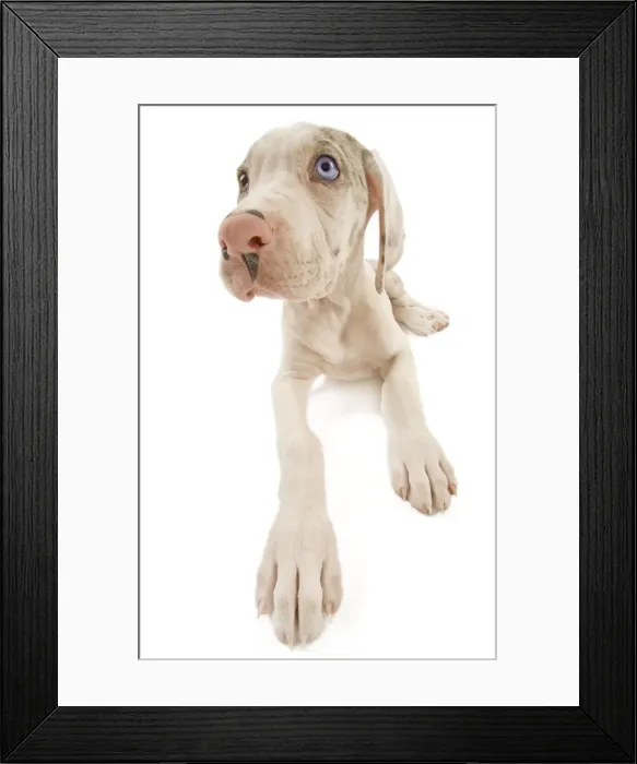 Framed Print : Dog - Great Dane / German Mastiff / Deutsche Dogge / Dogue Allemand (French) - 10 week old puppy Framed Print : Dog - Great Dane / German Mastiff / Deutsche Dogge / Dogue Allemand (French) - 10 week old puppy