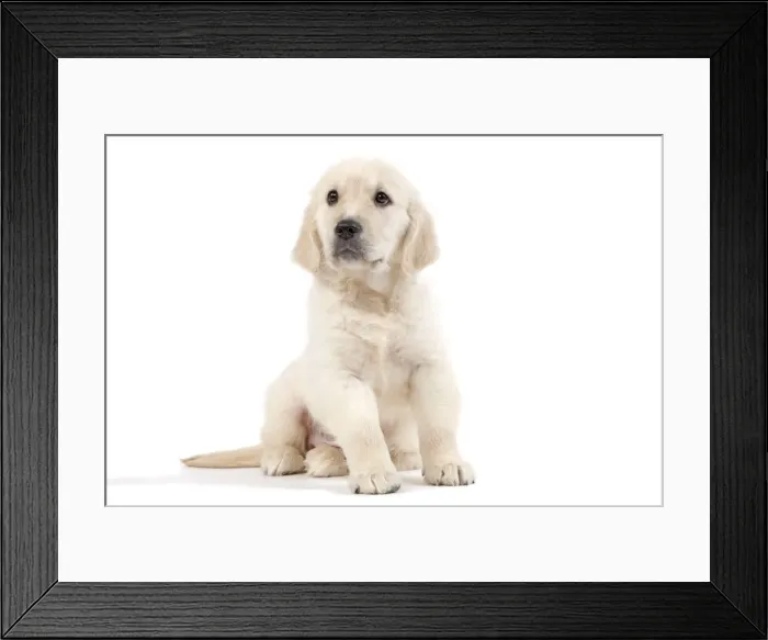 Framed Print : Dog - Golden Retriever - 8 week old puppy Framed Print : Dog - Golden Retriever - 8 week old puppy