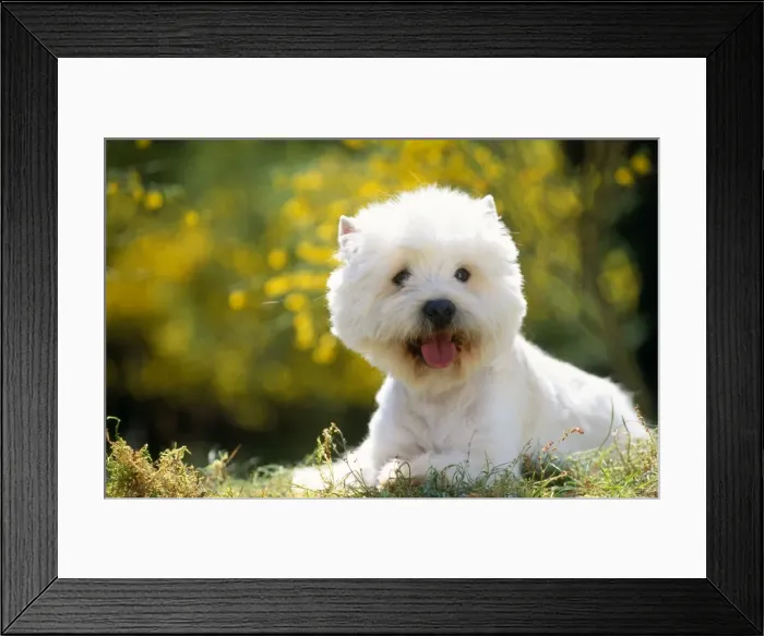 Framed Print : West Highland White Terrier Framed Print : West Highland White Terrier
