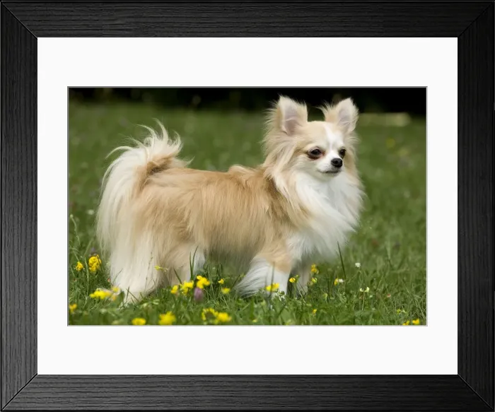 Framed Print : Dog - long-haired chihuahua outside Framed Print : Dog - long-haired chihuahua outside