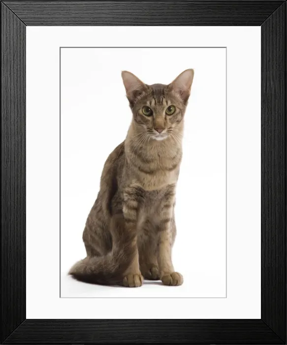 Framed Print : Cat - Mandarin chocolate spotted tabby - 1 year old in studio Framed Print : Cat - Mandarin chocolate spotted tabby - 1 year old in studio