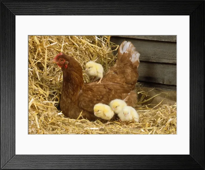 Framed Print : Chicken - with chicks Framed Print : Chicken - with chicks
