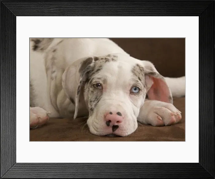 Framed Print : Dog - Great Dane / German Mastiff / Deutsche Dogge / Dogue Allemand (French) - 10 week old puppy with odd eyes Framed Print : Dog - Great Dane / German Mastiff / Deutsche Dogge / Dogue Allemand (French) - 10 week old puppy with odd eyes