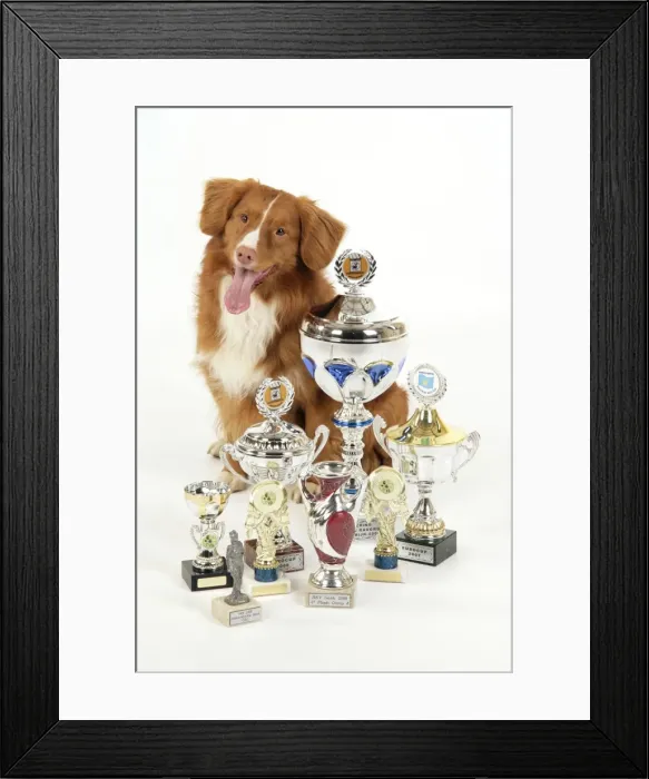 Framed Print : Dog. Nova Scotia Duck Tolling Retriever with cups Framed Print : Dog. Nova Scotia Duck Tolling Retriever with cups