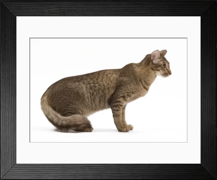 Framed Print : Cat - Mandarin chocolate spotted tabby - 1 year old in studio Framed Print : Cat - Mandarin chocolate spotted tabby - 1 year old in studio