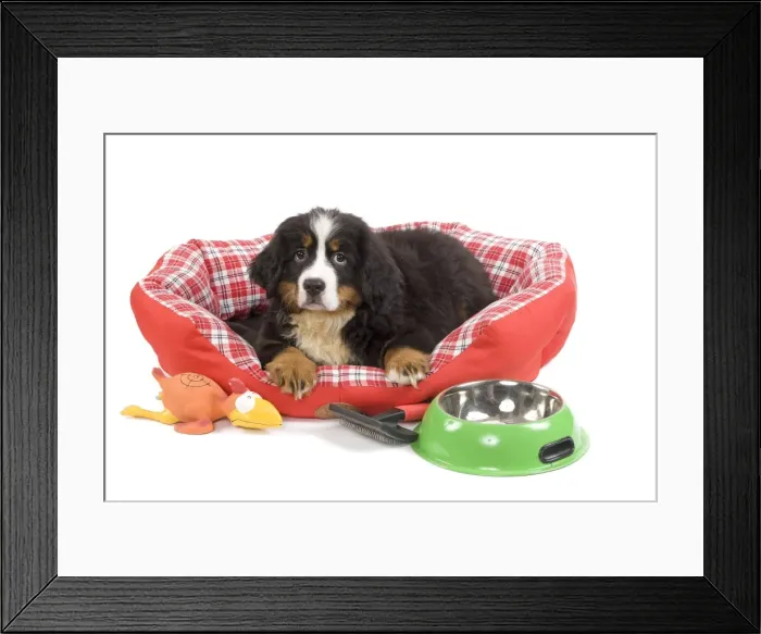 Framed Print : Dog - Bernese Mountain Dog - in dog bed Framed Print : Dog - Bernese Mountain Dog - in dog bed