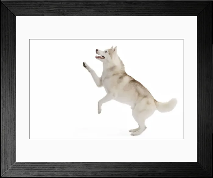 Framed Print : Dog - Husky in studio on hind legs Framed Print : Dog - Husky in studio on hind legs