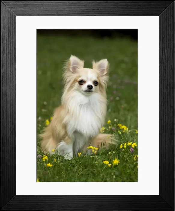 Framed Print : Dog - long-haired chihuahua outside Framed Print : Dog - long-haired chihuahua outside