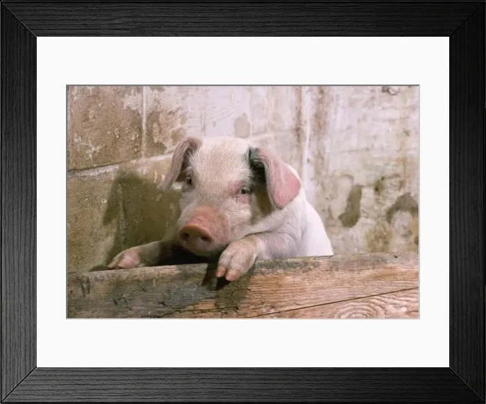 Framed Print : Pig - piglet Framed Print : Pig - piglet