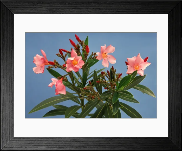 Framed Print : Oleander plant - Sydney, New South Wales, Australia, native of Mediterranean region JPF23097 Framed Print : Oleander plant - Sydney, New South Wales, Australia, native of Mediterranean region JPF23097