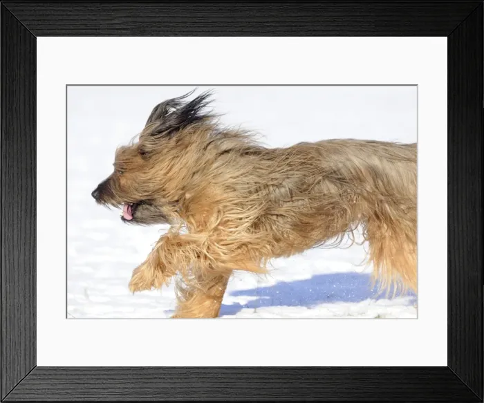 Framed Print : DOG. Briard running through the snow Framed Print : DOG. Briard running through the snow