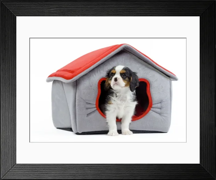 Framed Print : Dog - Cavalier King Charles Spaniel - in dog bed house Framed Print : Dog - Cavalier King Charles Spaniel - in dog bed house