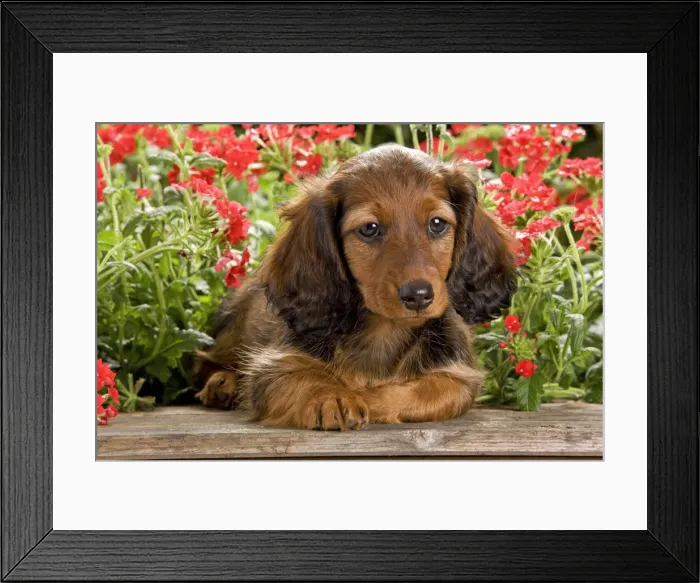 Framed Print : Long-Haired Dachshund / Teckel Dog / Doxie / Doxies in the US - by flowers Framed Print : Long-Haired Dachshund / Teckel Dog / Doxie / Doxies in the US - by flowers