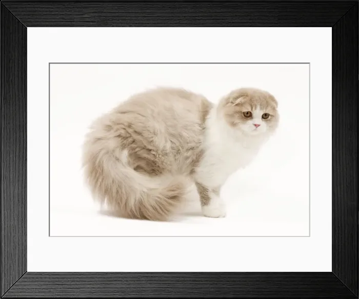 Framed Print : Cat - Highland Fold in studio Framed Print : Cat - Highland Fold in studio