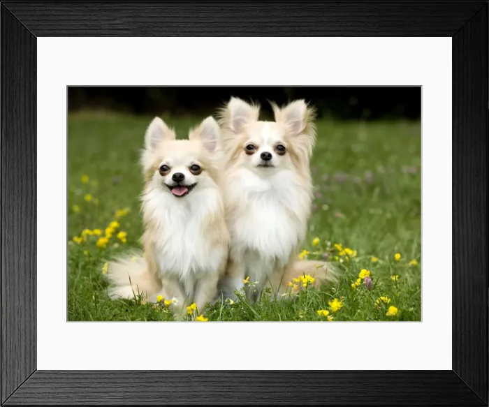 Framed Print : Dog - two long-haired chihuahuas outside Framed Print : Dog - two long-haired chihuahuas outside
