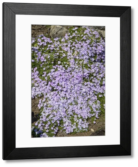 Framed Print : Spreading Phlox - Polemoniaceae family. Hart's Pass, Washinton in July Framed Print : Spreading Phlox - Polemoniaceae family. Hart's Pass, Washinton in July