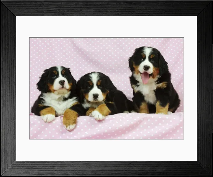 Framed Print : DOG. Bernese mountain puppies laying next to bernese mountain puppy sitting with tongue out Framed Print : DOG. Bernese mountain puppies laying next to bernese mountain puppy sitting with tongue out