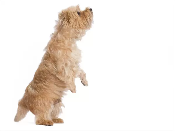 Dog - Cairn Terrier in studio on hind legs