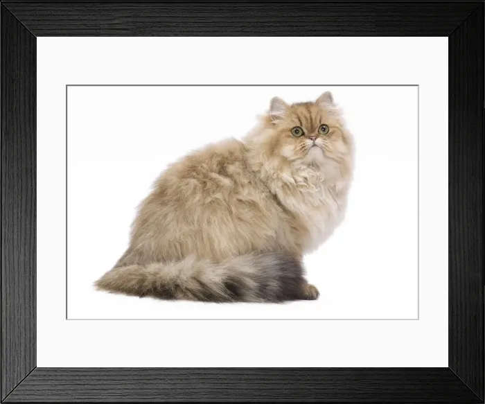 Framed Print : Cat - 7 month old Persian Kitten - Black golden-shell Framed Print : Cat - 7 month old Persian Kitten - Black golden-shell