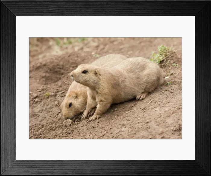 Framed Print : Black Tailed Prairie Marmots Framed Print : Black Tailed Prairie Marmots