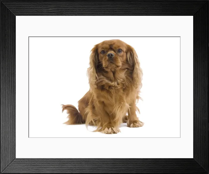 Framed Print : Dog - Cavalier King Charles Spaniel - in studio Framed Print : Dog - Cavalier King Charles Spaniel - in studio