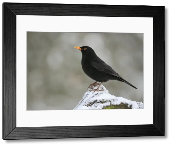 Framed Print : BIRD. Blackbird (male) in snow Framed Print : BIRD. Blackbird (male) in snow