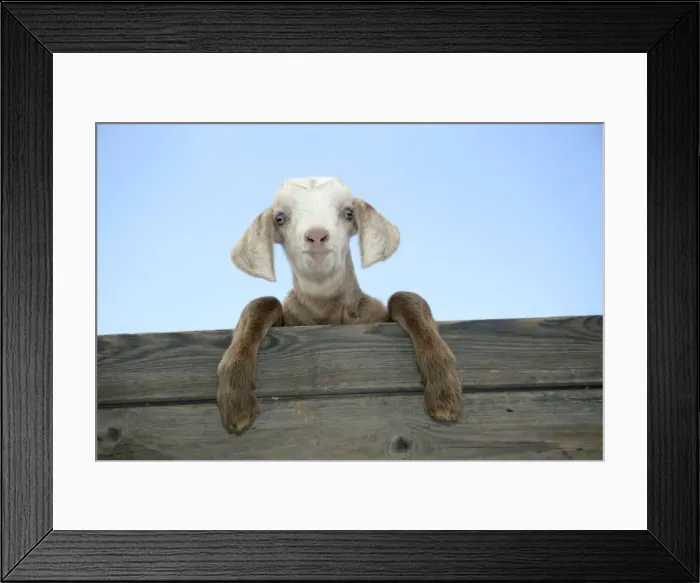 Framed Print : GOAT - kid looking over door Framed Print : GOAT - kid looking over door