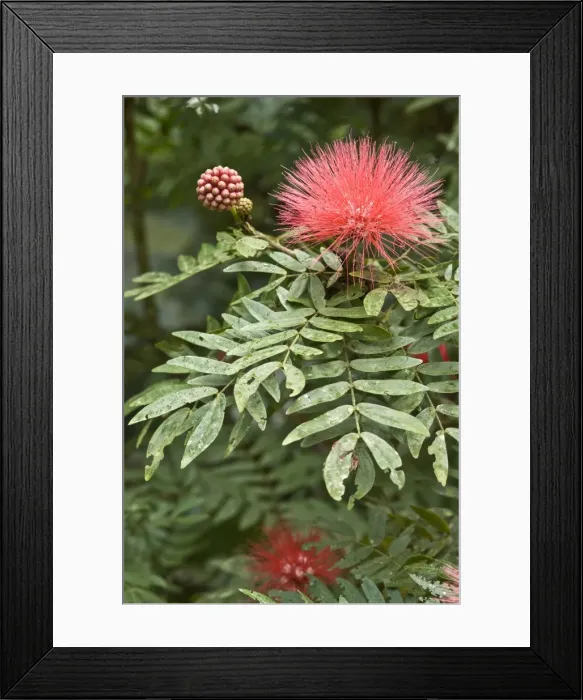 Framed Print : Powder Puff plant - flower and leaves - Asa Wright - Centre - Trinidad Framed Print : Powder Puff plant - flower and leaves - Asa Wright - Centre - Trinidad