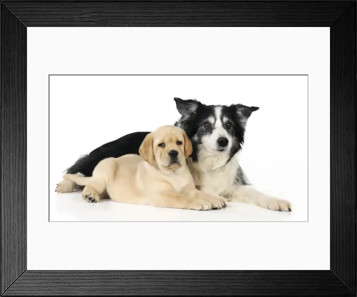 Framed Print : DOG. Yellow labrador puppy laying next to border collie Framed Print : DOG. Yellow labrador puppy laying next to border collie